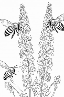 honey bees buzz among the lavender flowers