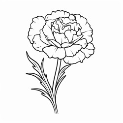 carnation flower