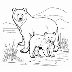 osos