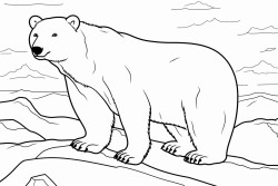 a young polar bear