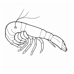 kids coloring page with shrimp black and white simple line art style minimalist drawing white background style raw