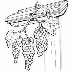 grapes hanged from a brach outside room corner window