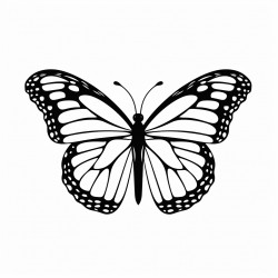 monarch butterfly