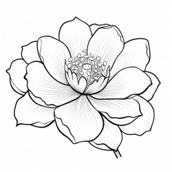 simple nuphar flower drawing with bold and black lines