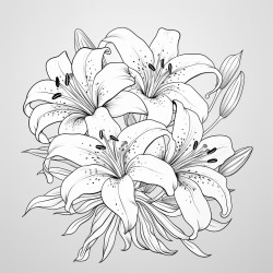 lilies