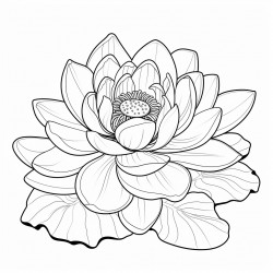 simple nuphar flower drawing with bold and black lines