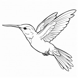kolibri