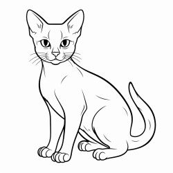 siamese cat