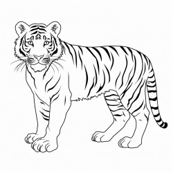 tiger
