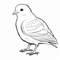 cute iceland gull