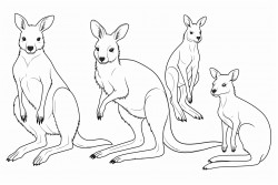 australian animals