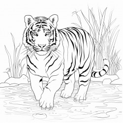 tiger in water