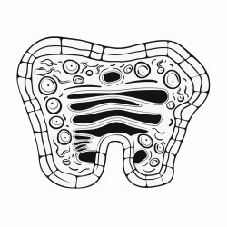 small intestine