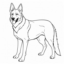belgian malinois with long hair