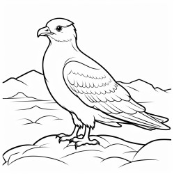 a cute icelandic arctic skua