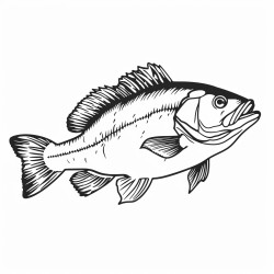 australian bass