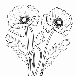 poppy flowers