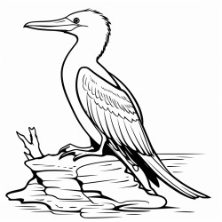 a cute icelandic cormorant