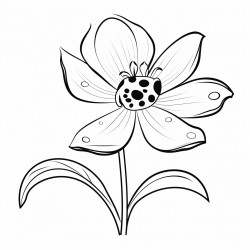 lady bug on a lily