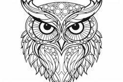 owl