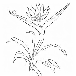 bird of paradise flower