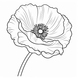 poppy