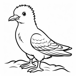 a cute icelandic arctic skua
