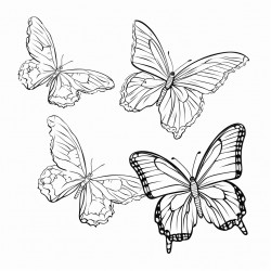 des papillons