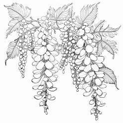wisteria flowers
