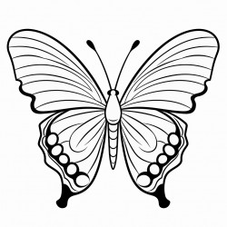 a butterfly