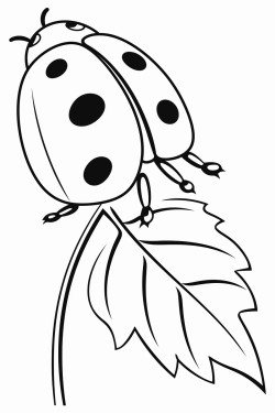 ladybug sitting on a leaf