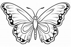butterfly with 3 different wings on each side