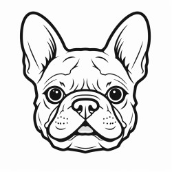 portrait of a french bulldog face tongue showing