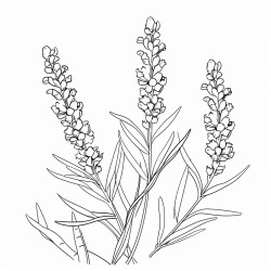 a sprig of lavender its fragrant flowers calming and serene