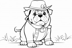 an english bulldog dressed as a pilgrim with a thanksgiving hat