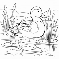 mallard duck on a pond