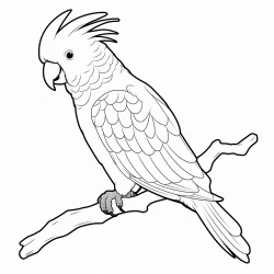 a cute cockatoo bird