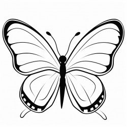 cute butterfly
