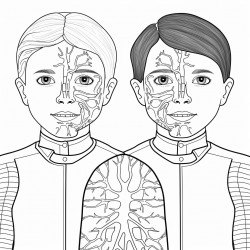 human anatomy