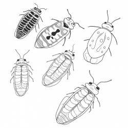 firefly beetle life stages egg larvae pupae adult