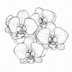 página para colorir orchid flowers