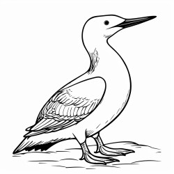 a cute icelandic great northern diver