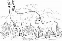 llamas eating grass