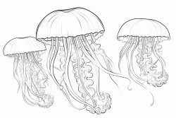 jellyfish