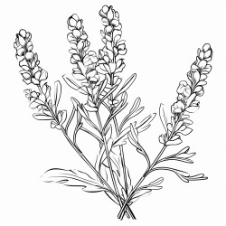 a sprig of lavender its fragrant flowers calming and serene