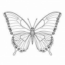 des papillons