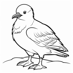 a cute icelandic arctic skua