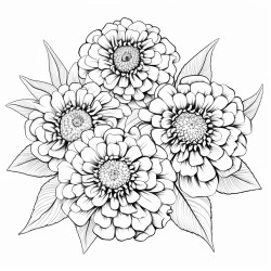 zinnia flowers