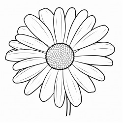 daisy flower