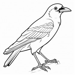crow